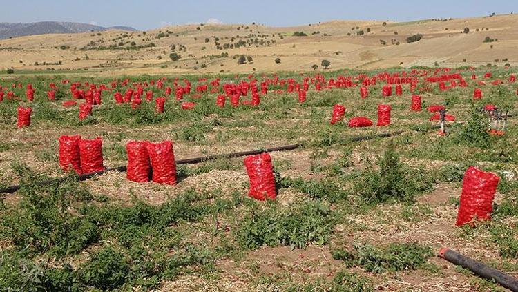 Kilosu 4 TL ama pazarda 3 katına satılıyor Mantarın kökünü kazıyor, doğal şeker ilacı Karaciğeri yeniden doğmuş gibi yapıyor