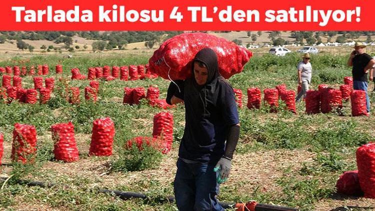 Kilosu 4 TL ama pazarda 3 katına satılıyor Mantarın kökünü kazıyor, doğal şeker ilacı Karaciğeri yeniden doğmuş gibi yapıyor