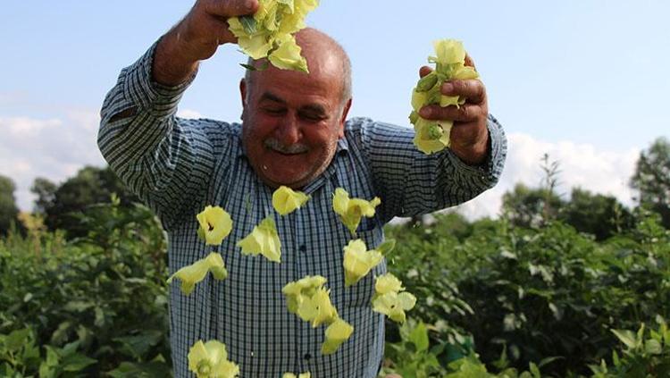 ÇİÇEK BAMYANIN FAYDALARI NELERDİR