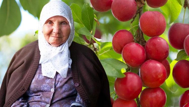 Ormanlarda kendiliğinden yetişiyor, bedava vitamin deposu...Limondan 60 kat fazla C vitamini içeriyor