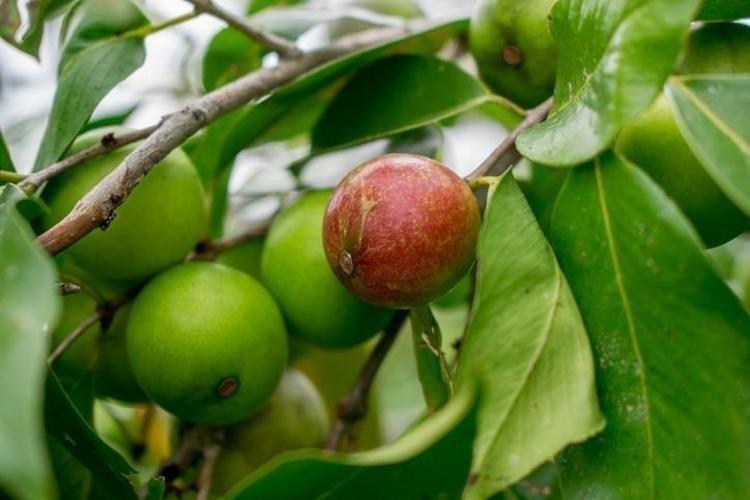 Ormanlarda kendiliğinden yetişiyor, bedava vitamin deposu...Limondan 60 kat fazla C vitamini içeriyor