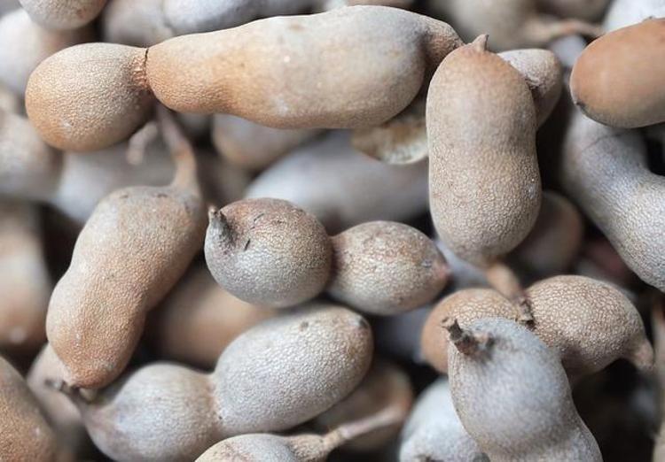 İbn-i Sinanın eşsiz önerisi: 1 bardak içene dert uğramıyor: Yazın suyunu bardak bardak tüketin Portakaldan 20 kat fazla C vitamini içeriyor