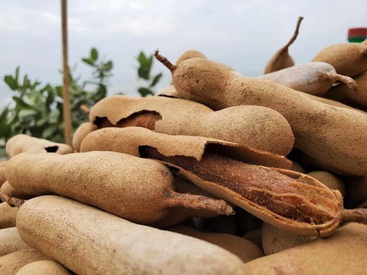 İbn-i Sinanın eşsiz önerisi: 1 bardak içene dert uğramıyor: Yazın suyunu bardak bardak tüketin Portakaldan 20 kat fazla C vitamini içeriyor