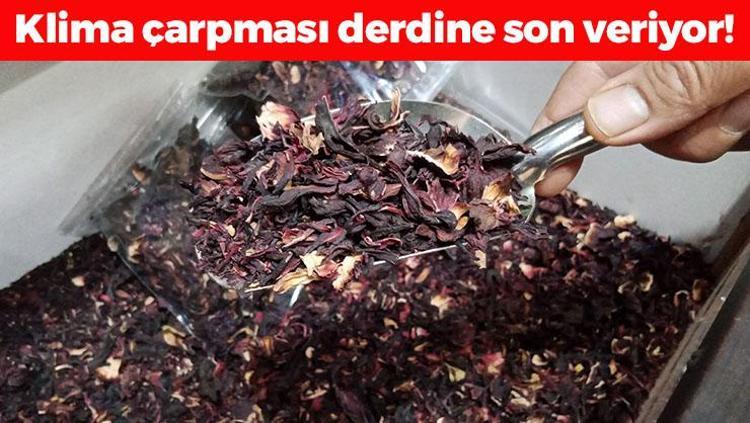 Aktarda kapanın elinde kalıyor: Klima çarpmasını geçiren mucize karışım Bağırsakları boşaltıp kemikleri beton gibi yapıyor