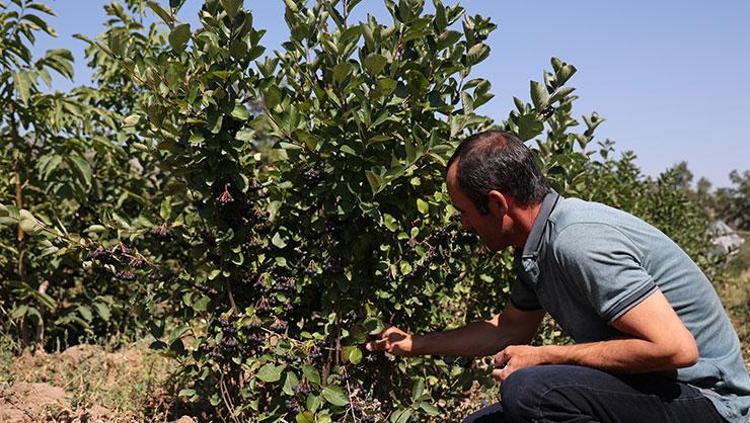 Süper meyvenin hasadı başladı -32 dereceye dayanabiliyor: Damar tıkanıklığını önleyip pıhtı oluşumunu engelliyor