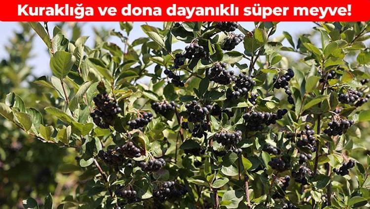 Süper meyvenin hasadı başladı -32 dereceye dayanabiliyor: Damar tıkanıklığını önleyip pıhtı oluşumunu engelliyor