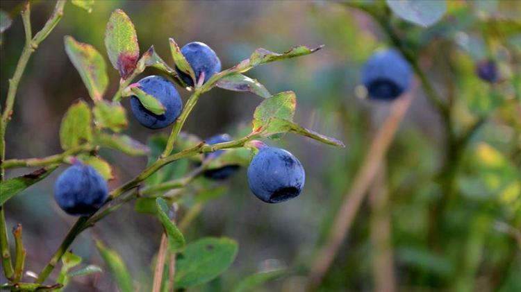 ANTİOKSİDAN BAKIMINDAN ÇOK ZENGİN