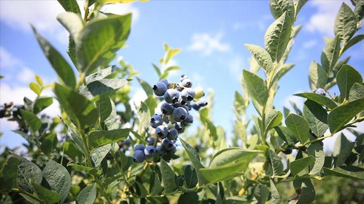 1 porsiyon yemek kanserden koruyor Vitamin kralı olarak biliniyor, vücuda enerji yüklemesi yapıyor, antioksidan deposu