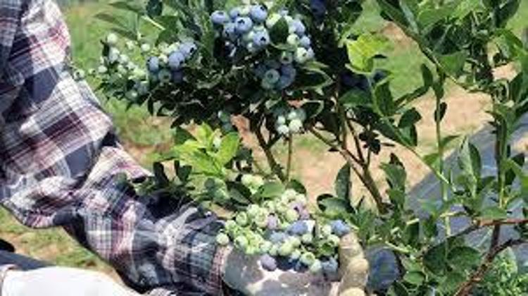 KANSERE KARŞI KALKAN OLUŞTURUYOR