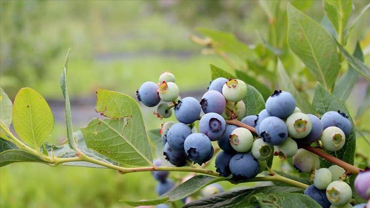 1 porsiyon yemek kanserden koruyor Vitamin kralı olarak biliniyor, vücuda enerji yüklemesi yapıyor, antioksidan deposu