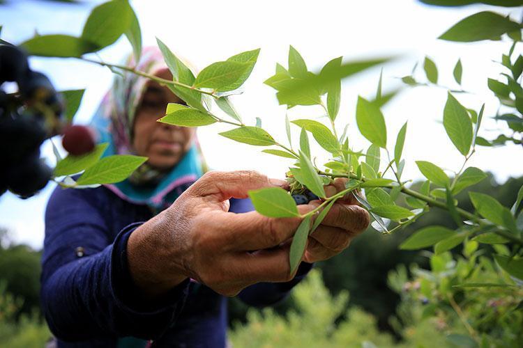 1 porsiyon yemek kanserden koruyor Vitamin kralı olarak biliniyor, vücuda enerji yüklemesi yapıyor, antioksidan deposu