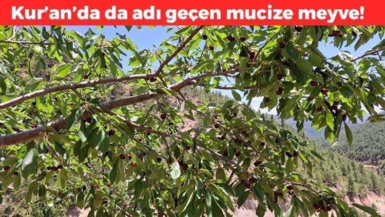 İltihabı kurutup tıkalı damarları açıyor, kolesterolü silip atıyor Doğal tansiyon ilacı