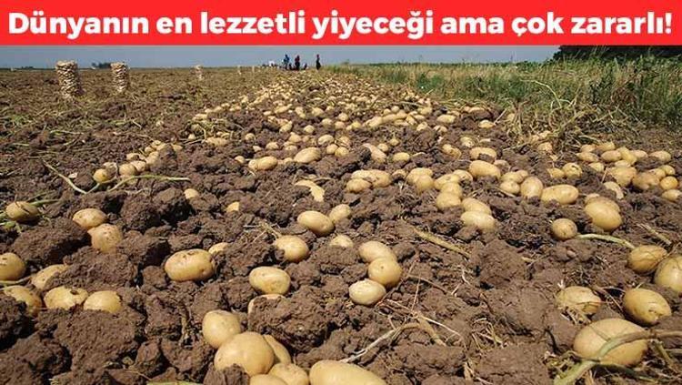 Dünyanın en lezzetli sebzesi Kolesterolü yükseltiyor, herkes ayıla bayıla yiyor ama damarları tıkıyor