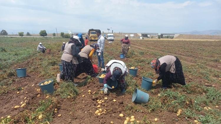 Dünyanın en lezzetli sebzesi Kolesterolü yükseltiyor, herkes ayıla bayıla yiyor ama damarları tıkıyor