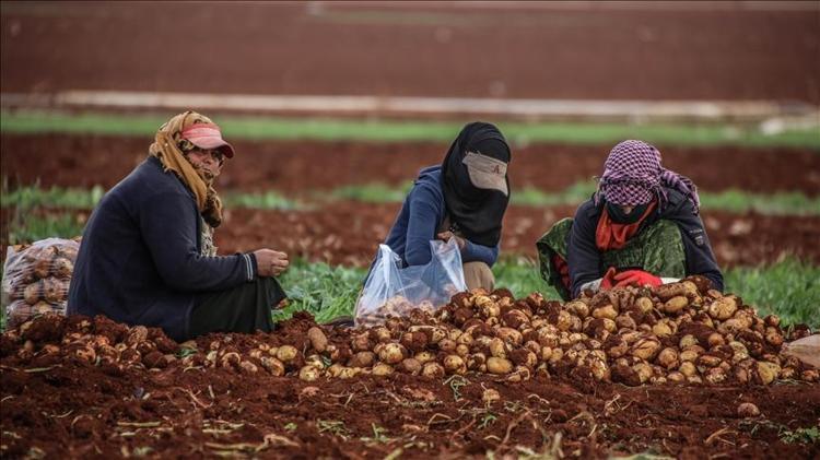 Dünyanın en lezzetli sebzesi Kolesterolü yükseltiyor, herkes ayıla bayıla yiyor ama damarları tıkıyor