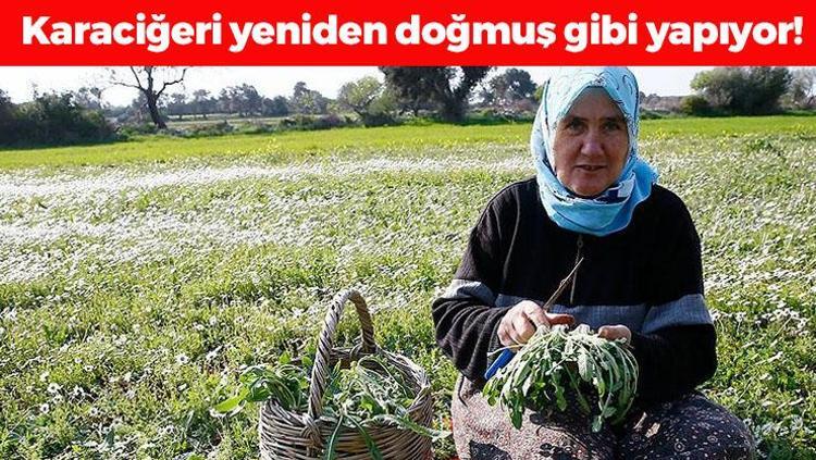 Yol kenarlarında kendiliğinden yetişiyor ama yüzüne bakan yok Bilim insanları öneriyor: Karaciğeri resmen baştan yaratıyor, doğal şeker ilacı