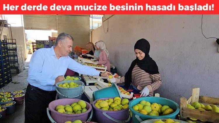 Aydından dünyaya satılıyor Demirin kralı olarak biliniyor, karaciğer ve safra kesesini toksinlerden arındırıyor, kolesterolün kökünü kazıyor