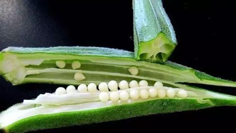 KOLESTEROLÜN DOĞAL ÇÖZÜMÜ: BAMYA