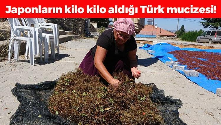 Yozgattan Japonyaya kilo kilo satılıyor Kolesterolü damardan siliyor, kendisi ayrı çekirdeği ve sapı ayrı şifa saçıyor Doğal tansiyon ilacı