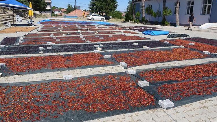Yozgattan Japonyaya kilo kilo satılıyor Kolesterolü damardan siliyor, kendisi ayrı çekirdeği ve sapı ayrı şifa saçıyor Doğal tansiyon ilacı