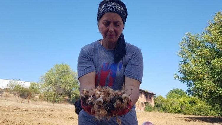 Dünyanın en pahalı baharatı Kilosu 250 bin TL: Damar sertleşmesini önlüyor, doğal tansiyon ilacı Türklerin milli bitkisi olarak da biliniyor
