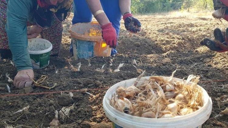 Dünyanın en pahalı baharatı Kilosu 250 bin TL: Damar sertleşmesini önlüyor, doğal tansiyon ilacı Türklerin milli bitkisi olarak da biliniyor