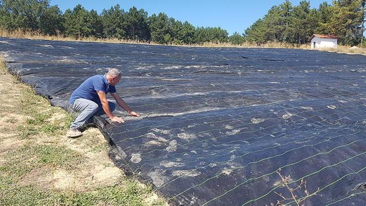 Dünyanın en pahalı baharatı Kilosu 250 bin TL: Damar sertleşmesini önlüyor, doğal tansiyon ilacı Türklerin milli bitkisi olarak da biliniyor