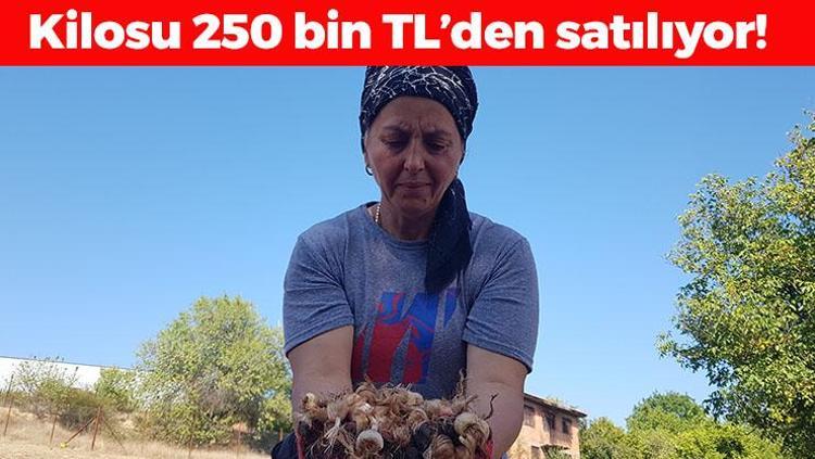 Dünyanın en pahalı baharatı Kilosu 250 bin TL: Damar sertleşmesini önlüyor, doğal tansiyon ilacı Türklerin milli bitkisi olarak da biliniyor