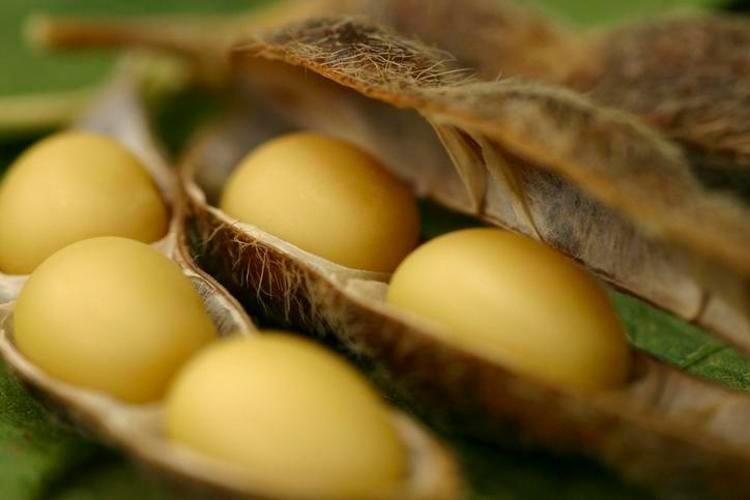 SOYA PEYNİRİ
