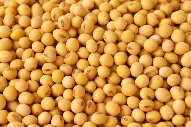 7 bin yıldır Amerikada kullanılıyor: Kalsiyumda yumurta ve sütü sollayan tek besin