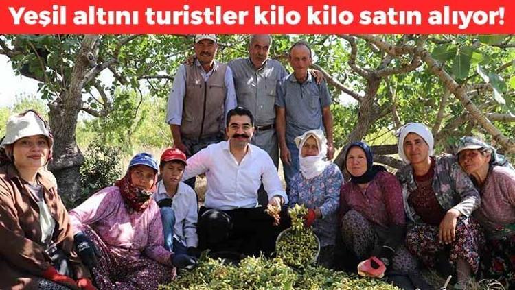 Şimdi tam mevsimi Manisada özenle toplandı pazar tezgahlarında yerini aldı: protein depolarını doldurup taşırıyor, yeşil altın olarak biliniyor