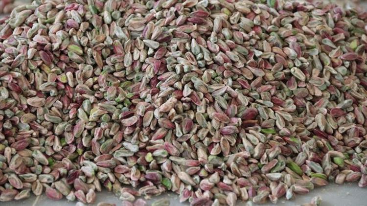 Şimdi tam mevsimi Manisada özenle toplandı pazar tezgahlarında yerini aldı: protein depolarını doldurup taşırıyor, yeşil altın olarak biliniyor