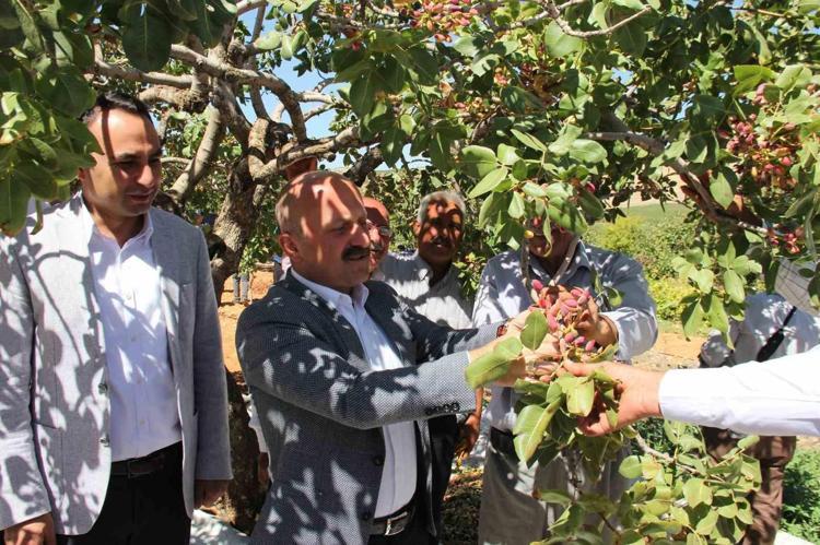 Şimdi tam mevsimi Manisada özenle toplandı pazar tezgahlarında yerini aldı: protein depolarını doldurup taşırıyor, yeşil altın olarak biliniyor