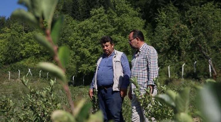 100 dönümlük araziye 21 bin tane şifa Halk arasında ona Süper meyve deniyor Kalp krizi riskini yüzde 50 düşürüyor: Damarda biriken kolesterole yağ çözücü etkisi yaratıyor