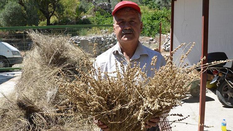 Toroslardan tüm dünyaya yayılıyor 100 kilo bitkiden 1 litre çıkıyor: Altın değerinde doğal antibiyotik, limon ve sarımsaktan 30 kat daha güçlü