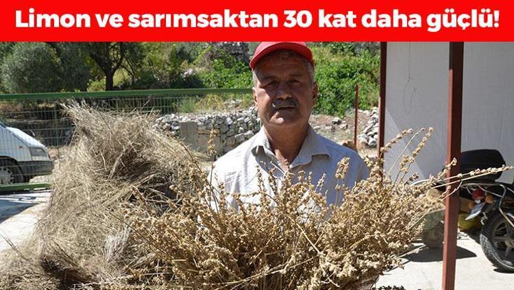 Toroslardan tüm dünyaya yayılıyor 100 kilo bitkiden 1 litre çıkıyor: Altın değerinde doğal antibiyotik, limon ve sarımsaktan 30 kat daha güçlü