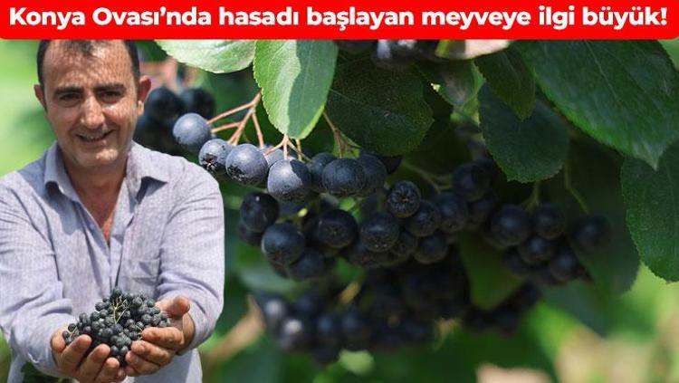 Süper meyvenin hasadı başladı Kuzey Amerikanın meyvesi Konya Ovasında lezzetleniyor: Damar tıkanıklığını önleyip pıhtı oluşumunu engelliyor