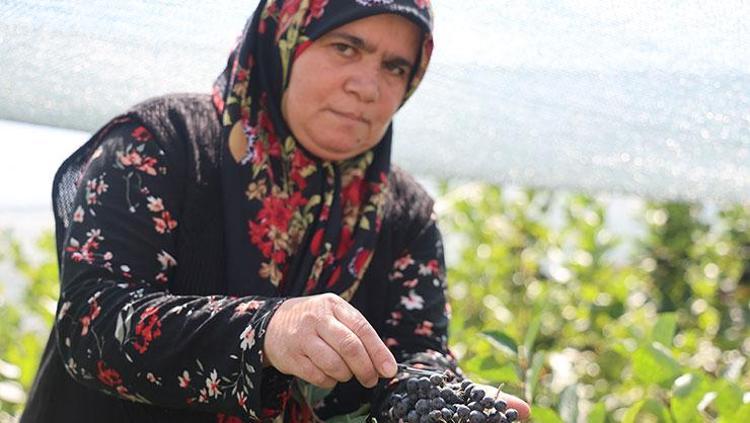 KAVURUCU SICAKTA TOPLANIYOR