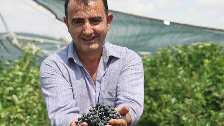 HALK ARASINDA SÜPER MEYVE OLARAK BİLİNİYOR