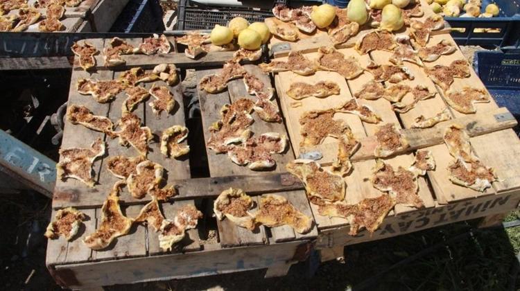 Altın yılını yaşıyor Kilosu 80 liradan kapış kapış satılıyor: Kemikleri kalsiyum ve magnezyuma doyuruyor, bağırsakları motor gibi çalıştırıyor