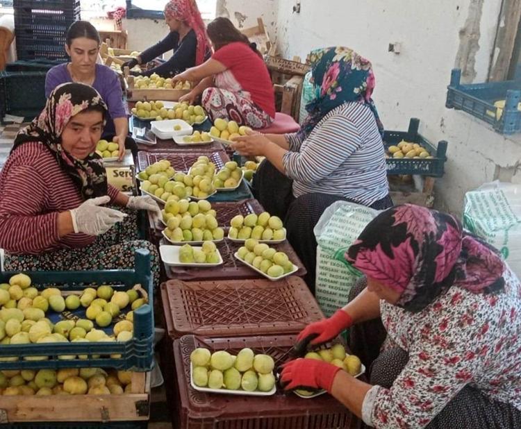 Altın yılını yaşıyor Kilosu 80 liradan kapış kapış satılıyor: Kemikleri kalsiyum ve magnezyuma doyuruyor, bağırsakları motor gibi çalıştırıyor