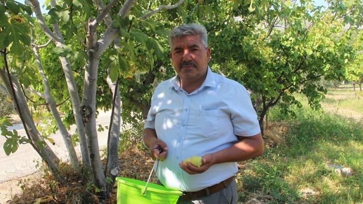 Altın yılını yaşıyor Kilosu 80 liradan kapış kapış satılıyor: Kemikleri kalsiyum ve magnezyuma doyuruyor, bağırsakları motor gibi çalıştırıyor