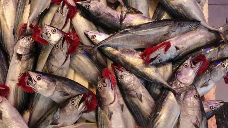 Av yasağı sona erdi, fiyatı 75 TLye düştü Dünyanın en güçlü omega-3 kaynağı, bağışıklığı çelik gibi yapıyor