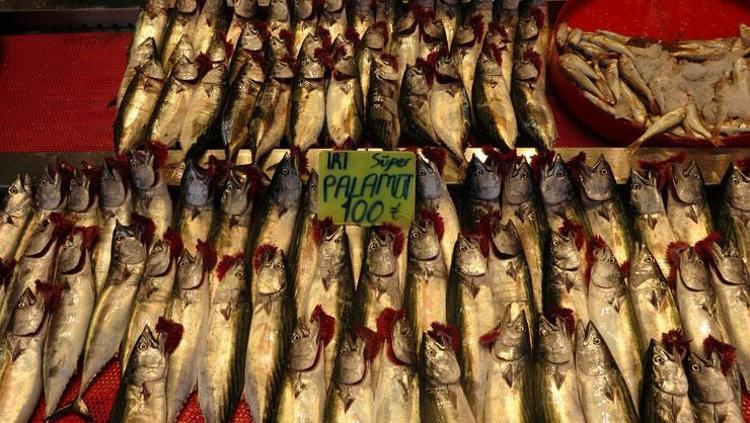 Av yasağı sona erdi, fiyatı 75 TLye düştü Dünyanın en güçlü omega-3 kaynağı, bağışıklığı çelik gibi yapıyor