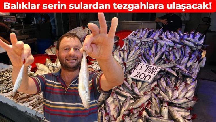 Av yasağı sona erdi, fiyatı 75 TLye düştü Dünyanın en güçlü omega-3 kaynağı, bağışıklığı çelik gibi yapıyor