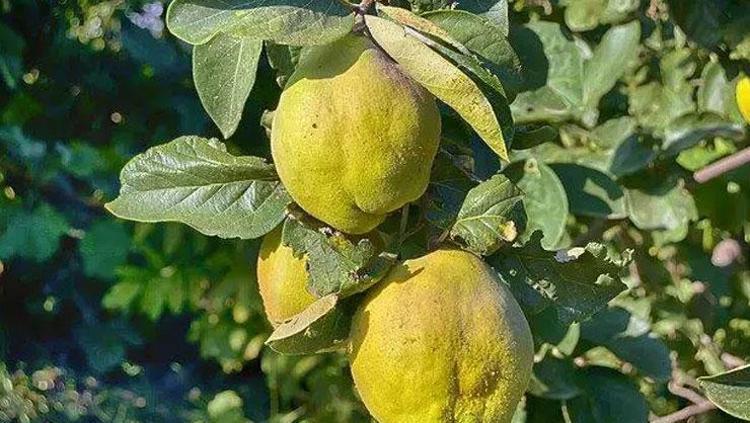 AYVANIN FAYDALARI NELERDİR