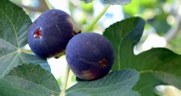 Şimdi tam mevsimi Kabuğuyla yiyince ilaç etkisi veriyor, C vitamini kralı, kolesterolü yere çakıyor