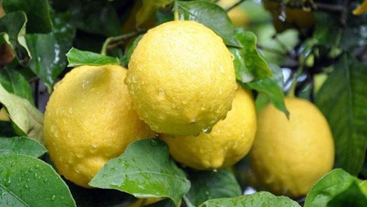 Limonla birleştirince faydası katlanıyor Vücutta biriken yağların her bir zerresini eritiyor: Kısa sürede zayıflatıyor