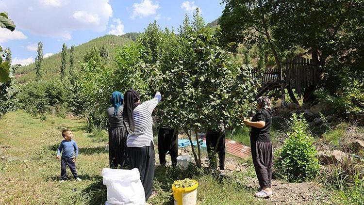 Karadenizden aldı Adanada dikti Şimdi hasat vakti geldi: Potasyum içeriğiyle kalbi koruyor, vücuda magnezyum yüklüyor