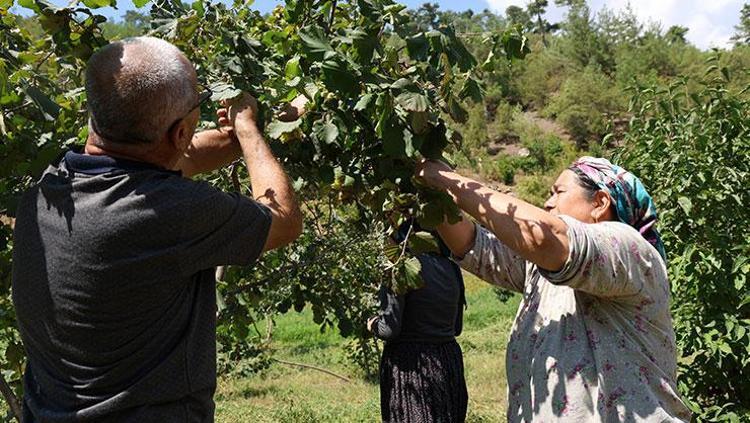 Karadenizden aldı Adanada dikti Şimdi hasat vakti geldi: Potasyum içeriğiyle kalbi koruyor, vücuda magnezyum yüklüyor